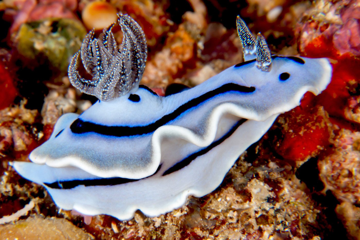 Willans Chromodoris, Gangga Island, Indonesia