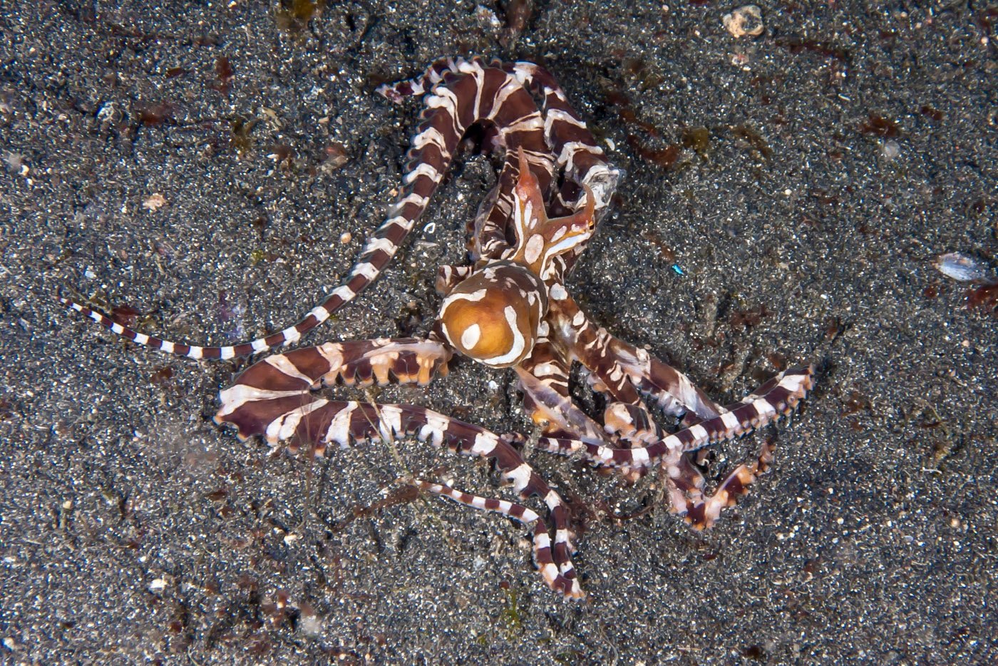 Wunderpus, Gangga Island, Indonesia
