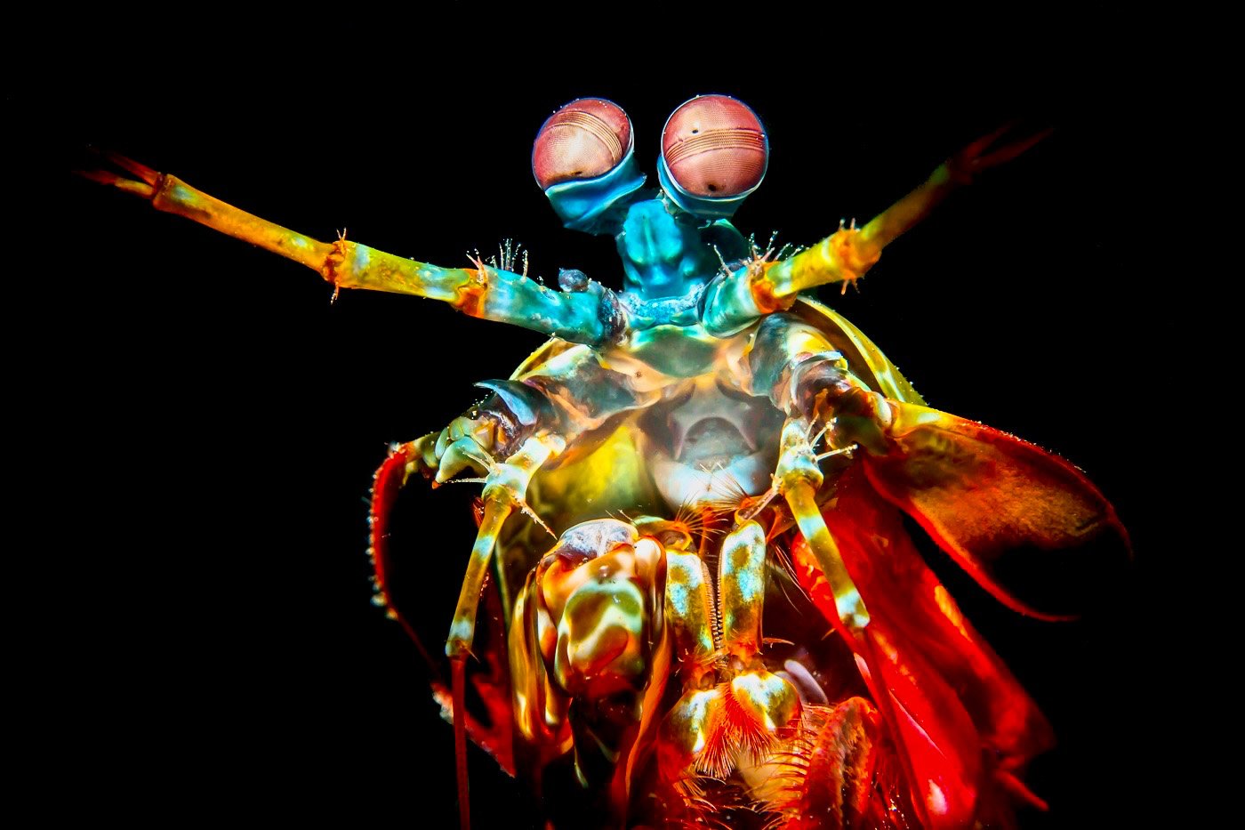 Peacock Mantis Shrimp, Lembeh, Indonesia