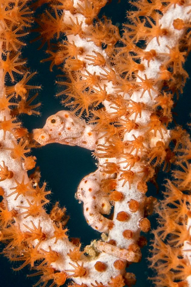 Denise Pygmy Seahorse, Raja Ampat, Indonesia