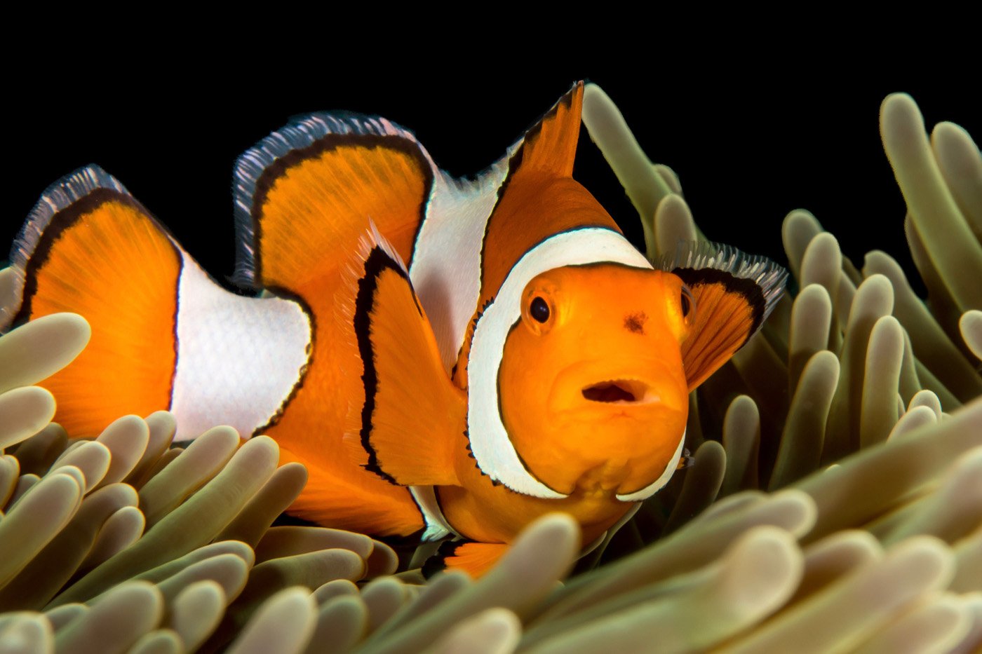 False Clown Anemone Fish, Raja Ampat, Indonesia