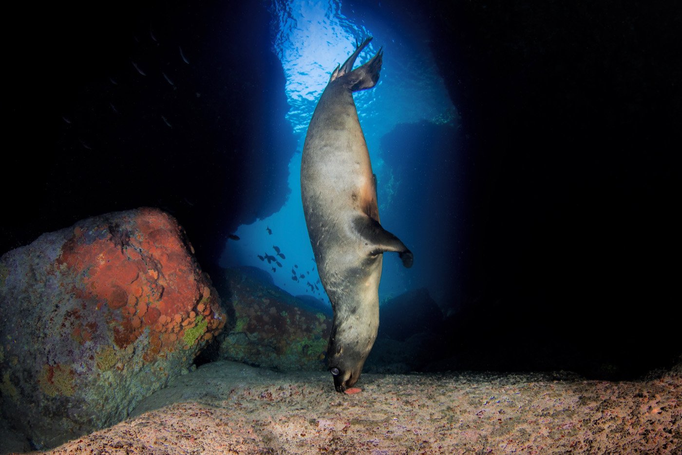 Sky Diving Sea Lion, La Paz, Mexico
