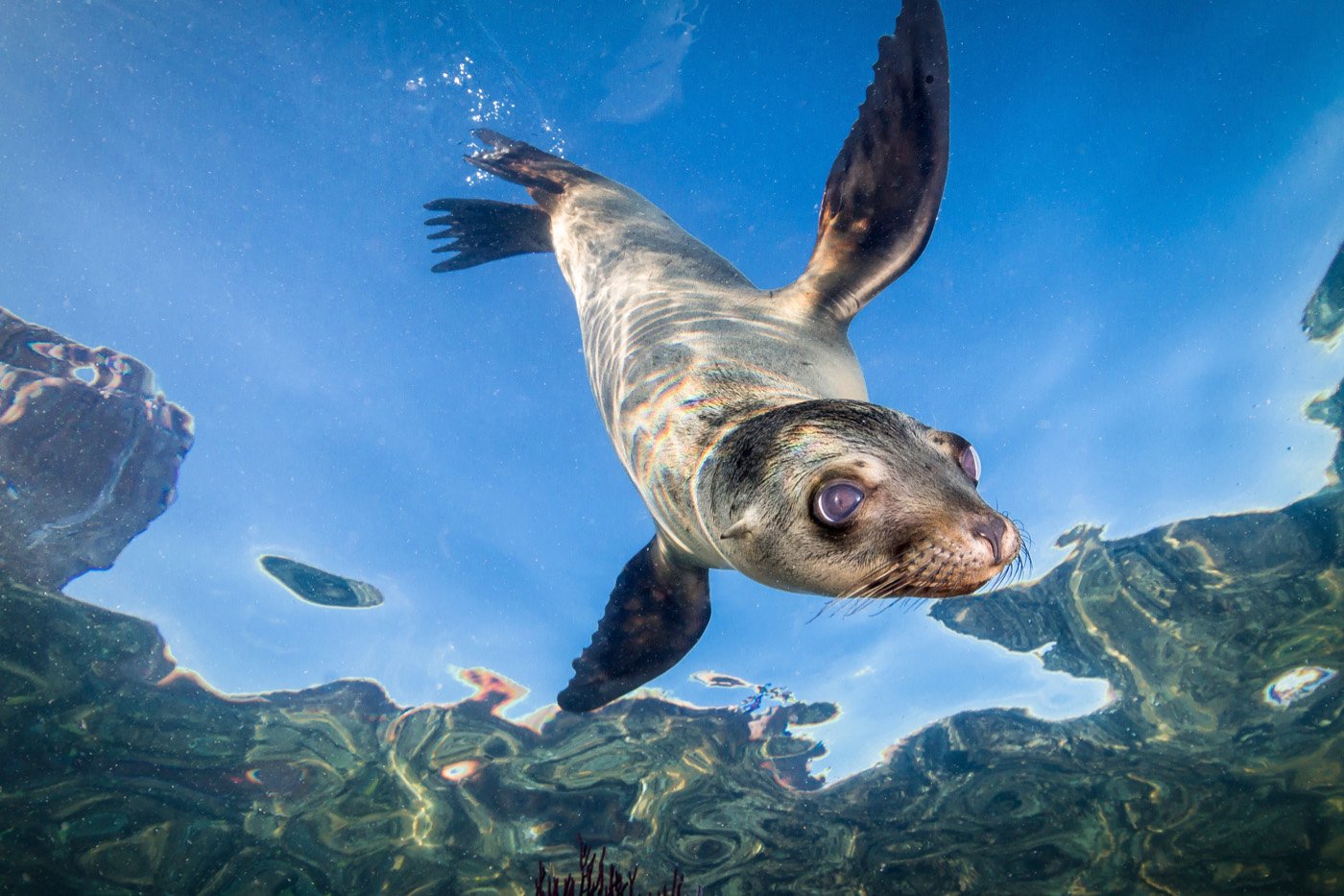 Young Sea Lion, La Paz, Mexico
