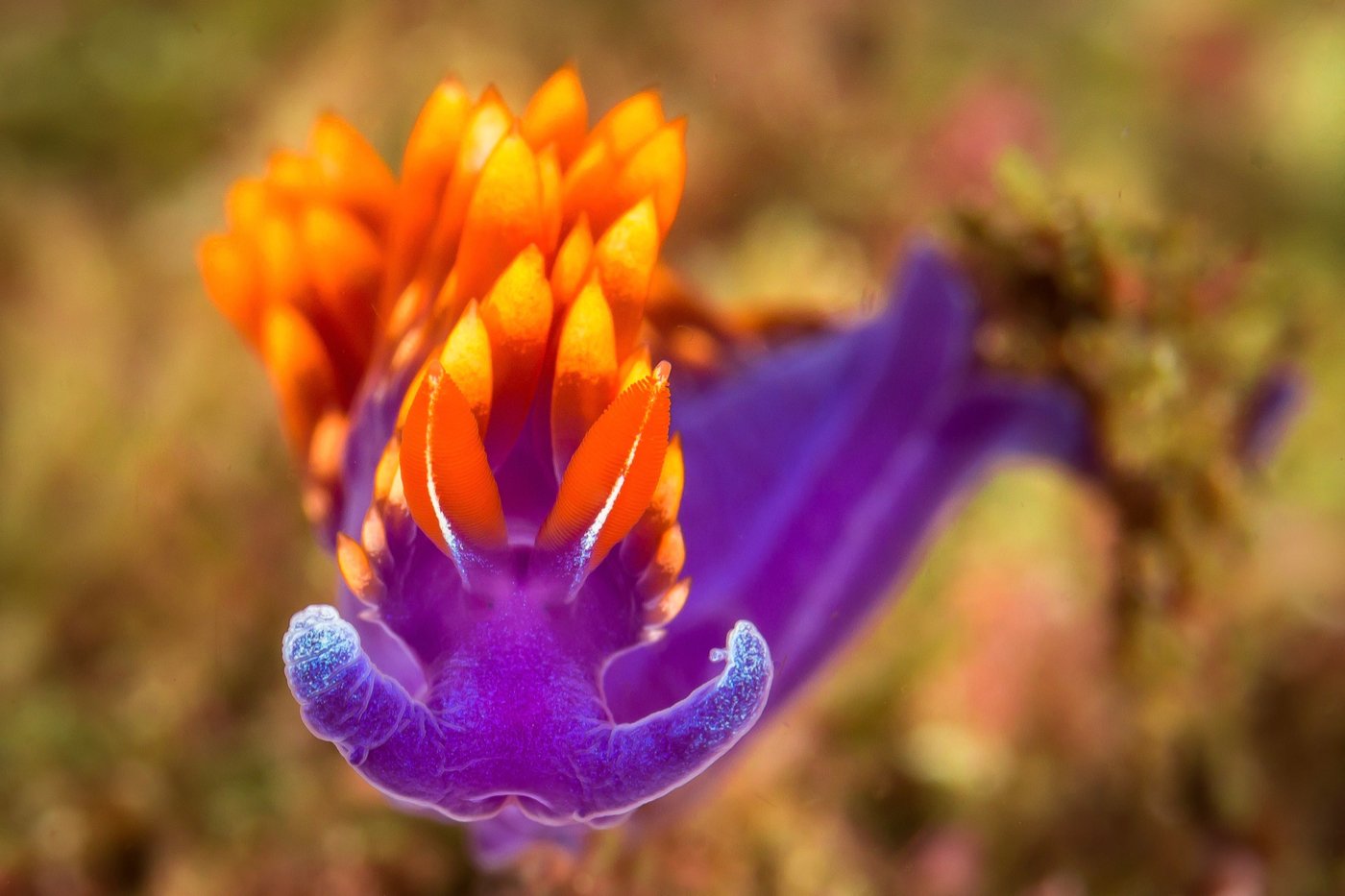 Nudibranch, Sea of Cortez, Mexico