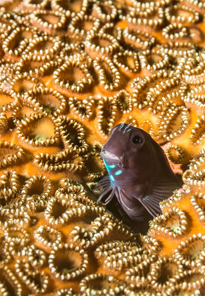 Blennie in Hard Coral, Philippines