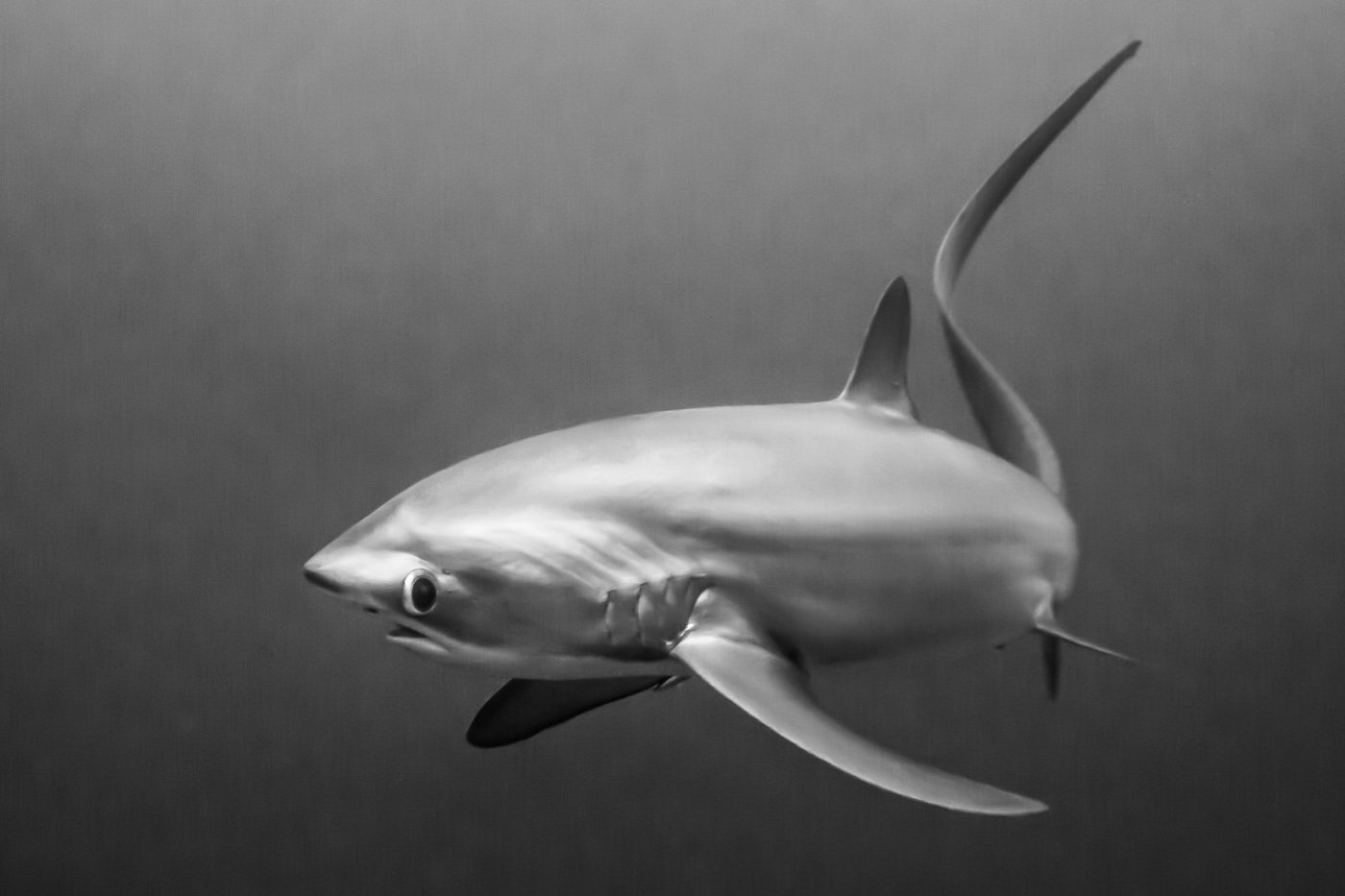 Thresher Shark, Malapascua, Philippines