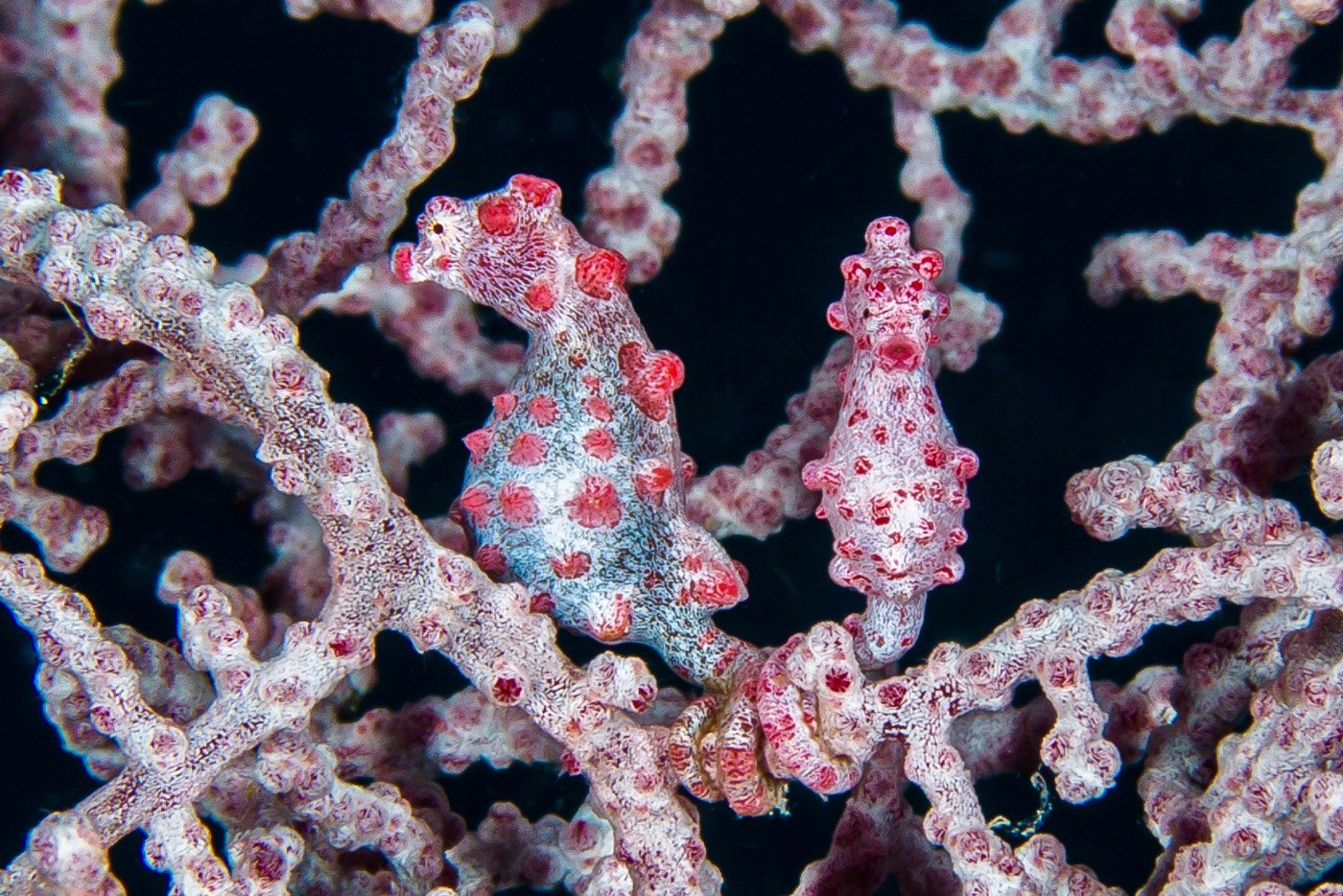 Pygmy Seahorse Couple, Philippines