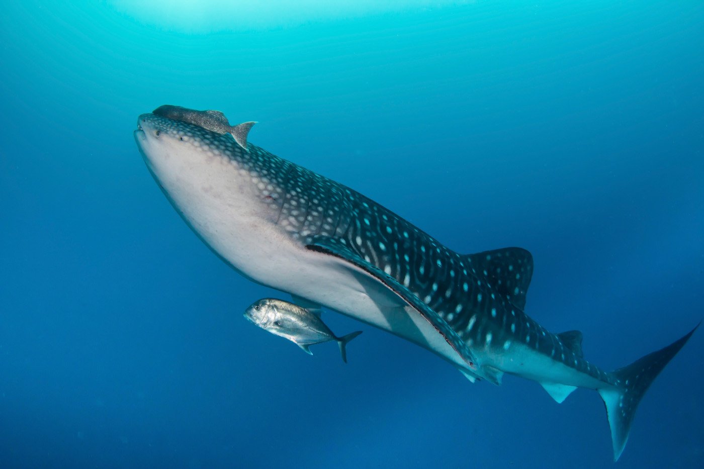 Whale Shark, Tubbataha, Philippines