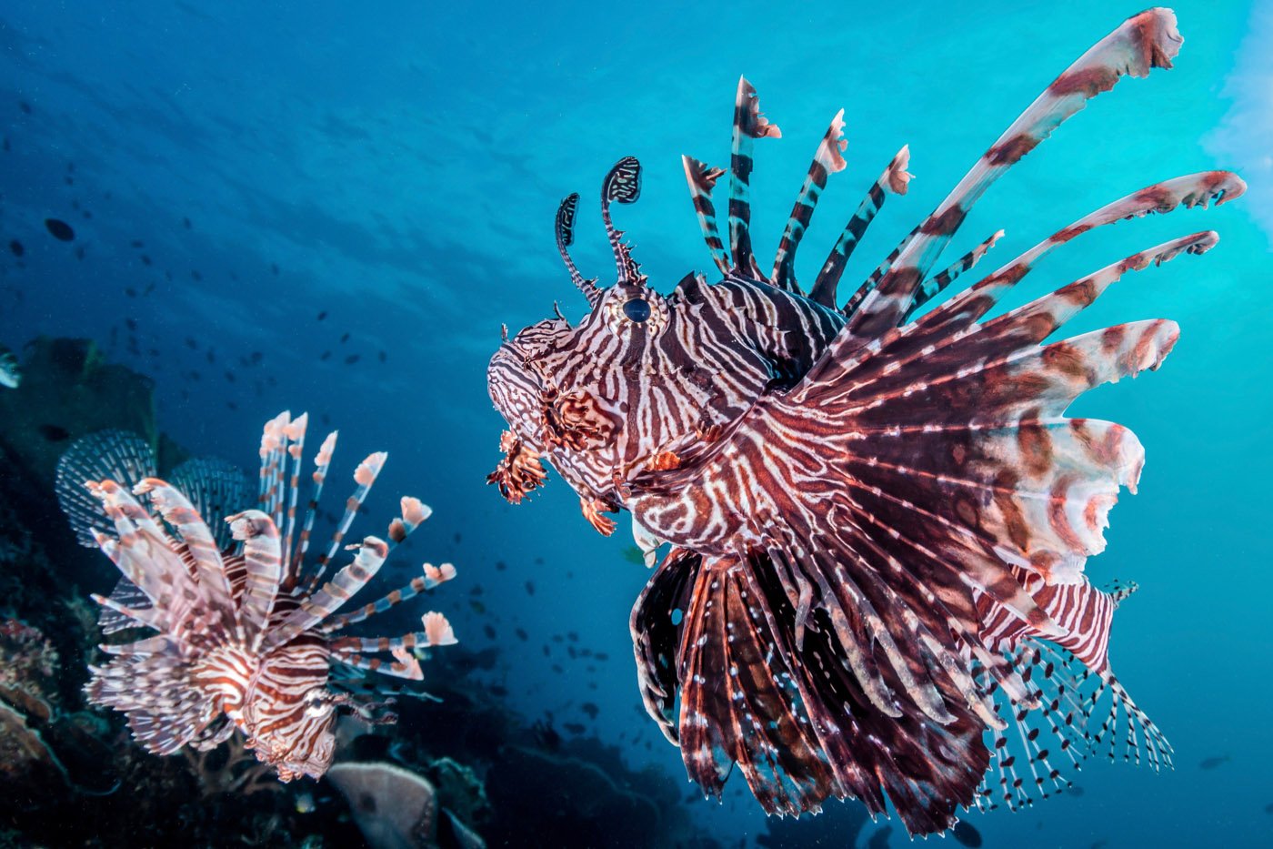 Lionfish Couple, Solomon Islands