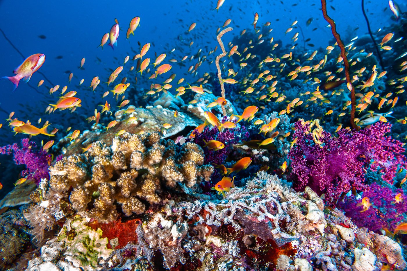Reef Scene, Sudan