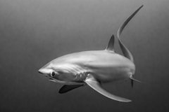 Thresher Shark, Malapascua, Philippines