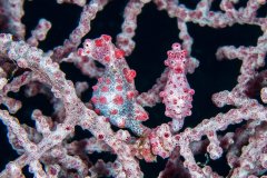 Pygmy Seahorse Couple, Philippines