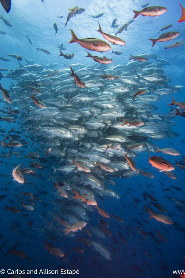 Caranx sexfasciatus, Bigeye trly, Galapagos