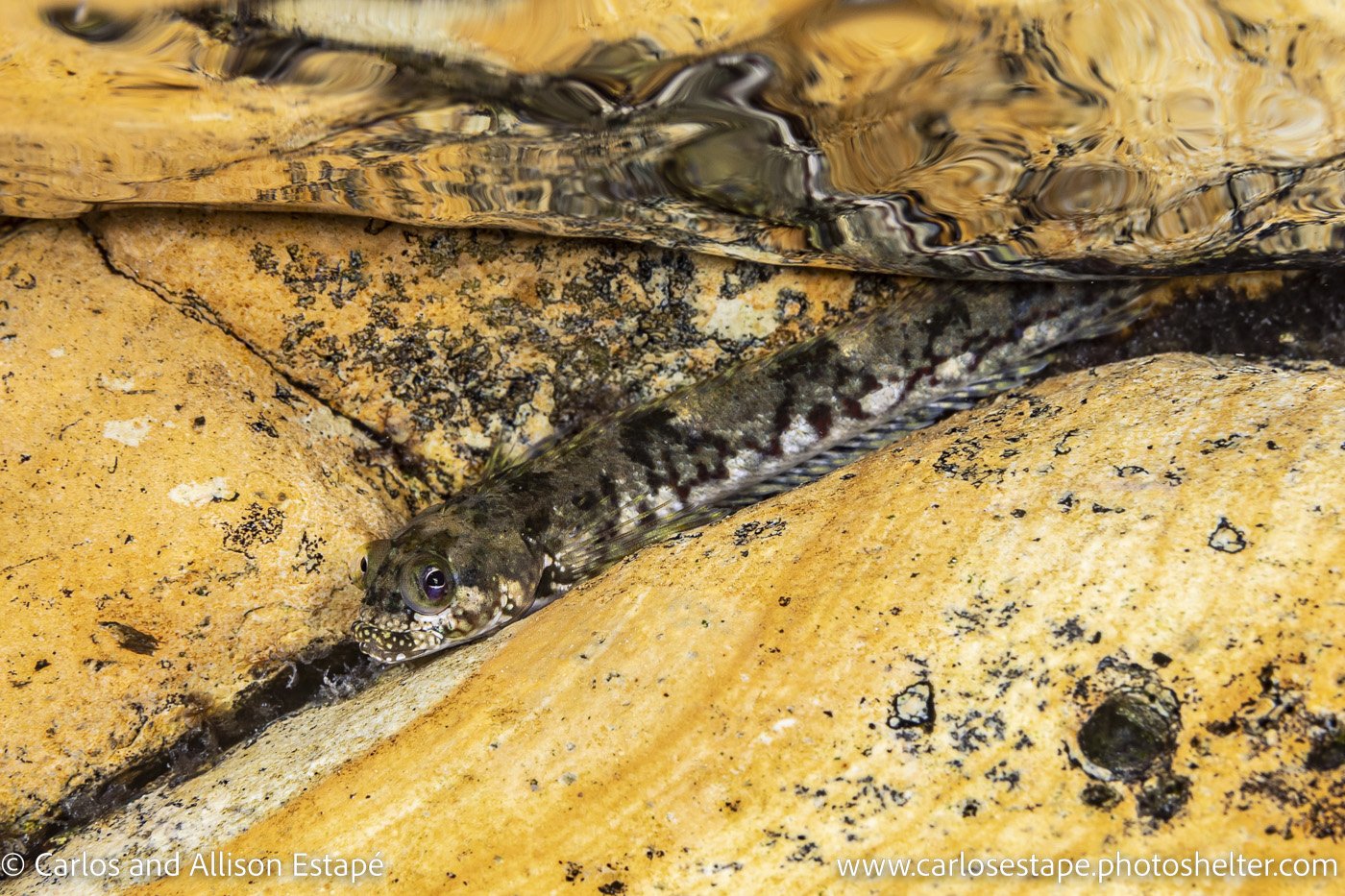 Dialommus macrocephalus, Foureye rockskipper, Las Perlas, Panama