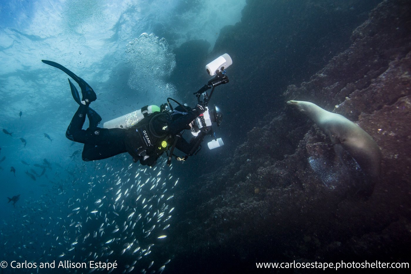 Diver, Zalophus wollebacki, Galapagos sea lion, Galapagos