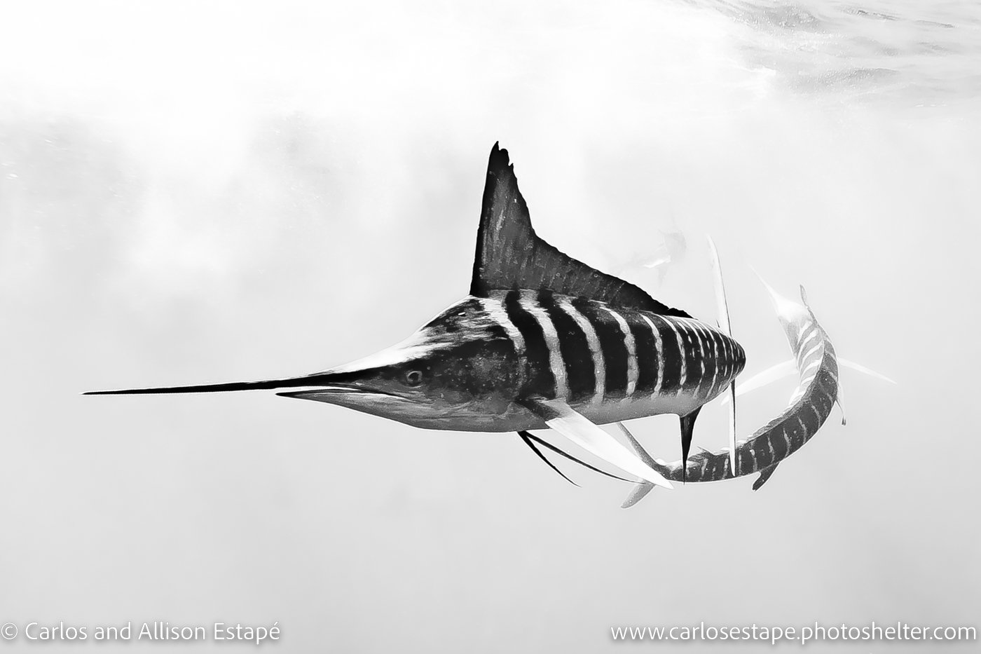 Kajikia audax, Striped marlin, Baja, Magdalena Bay, Mexico,