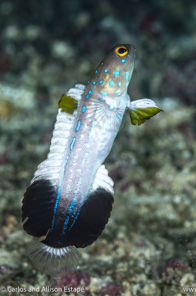 Opistognathus panamaensis, Panamanian jawfish, Coiba, Panama,