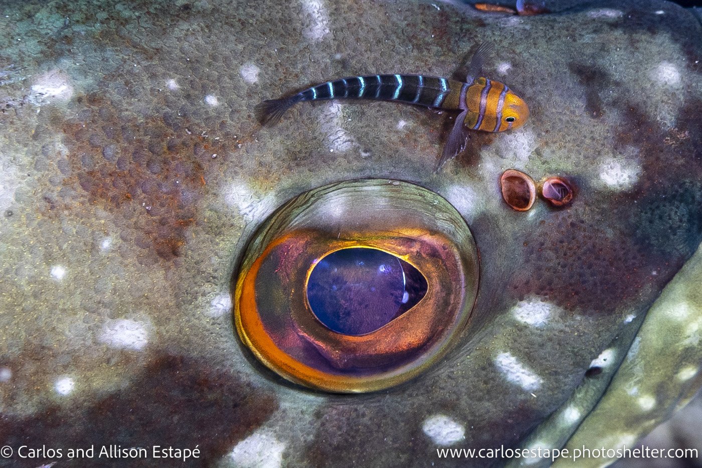 Tigrigobius limbaughi, Wide-banded cleaner-goby, Baja, Ventana, Mexico,