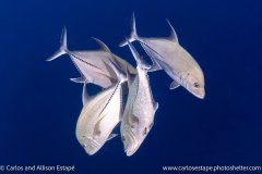 Caranx lugubris, Black jack, Cocos Island