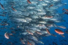 Caranx sexfasciatus, Bigeye trly, Galapagos