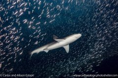Carcharhinus galapagensis, Galapagos shark, Galapagos