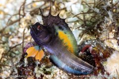 Emblemaria piratica, Sailfin signal blenny, Las Perlas, Panama