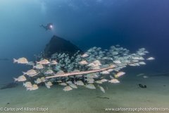 Fistularia commersonii, Reef cornetfish, Baja, Cabo Pulmo, Mexico