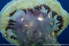 Hemicaranx leucurus Yellowfin jack, juvenile, jellyfish, Las Perlas, Panama