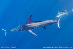 Kajikia audax, Striped marlin, Baja, Magdalena Bay, Mexico