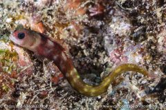 Mccoskerichthys-sandae-Tufted-blenny-Coiba-Panama-CJE-3857