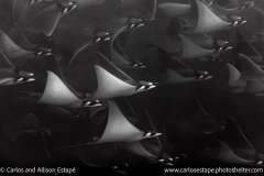 Mobula munkiana, Pygmy devil ray, Coiba, Panama