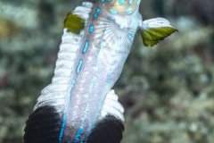 Opistognathus panamaensis, Panamanian jawfish, Coiba, Panama,