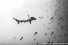 Sphyrna lewini, Scalloped hammerhead, Galapagos