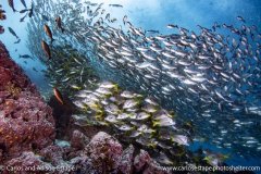 Xenichthys agassizii, reef scene, school, Champion Island, Floreana, Galapagos