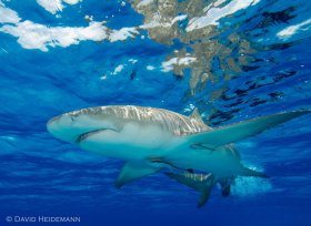 Lemon shark, Bahamas