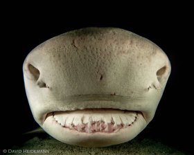 Lemon shark portrait, Bahamas