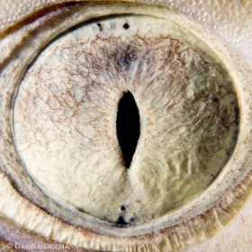 Vertical pupil of lemon shark eye, Bahamas