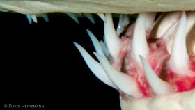 Teeth of lemon shark, Bahamas