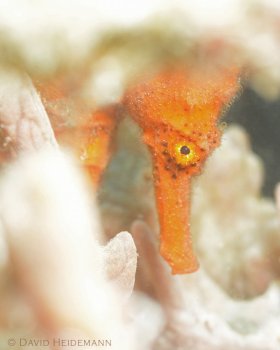 Seahorse behind coral, Blue Heron Bridge