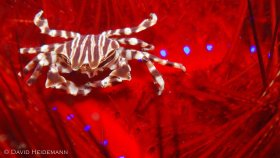 Urchin crab on fire urchin, Lembeh Indonesia