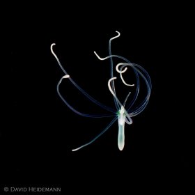 Larval tube dwelling anemone, black water dive, West Palm Beach