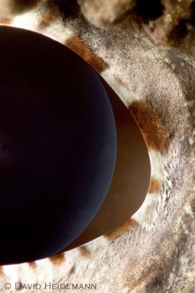 Lens and aphakic space of scorpionfish eye, Blue Heron Bridge