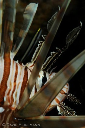 Lionfish, Bahamas