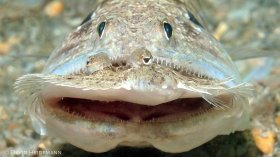 Lizardfish eating flounder, Blue Heron Bridge