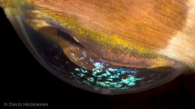 Corneal iridescence of balloonfish eye, Blue Heron Bridge