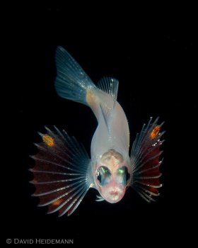 Larval fish (ID unknown to me), black water dive, Kona