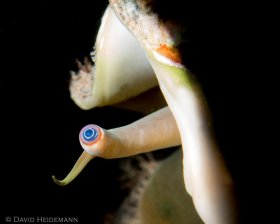 Conch, Blue Heron Bridge