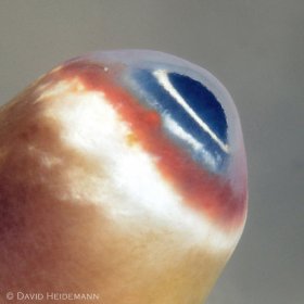Cornea and lens of conch eye, Blue Heron Bridge