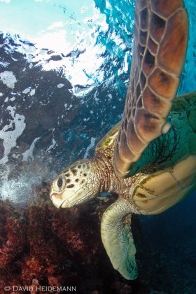 Turtle, Maui