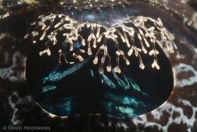 Eye of crocodilefish, Lembeh Indonesia